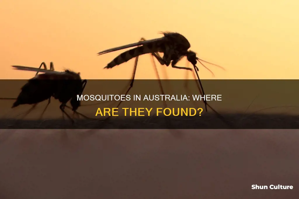 where are mosquitoes found in australia
