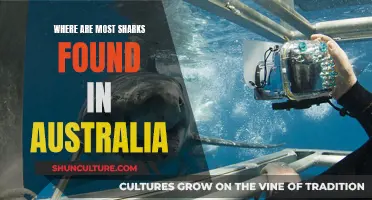 Sharks in Australia: Where Are They Found?