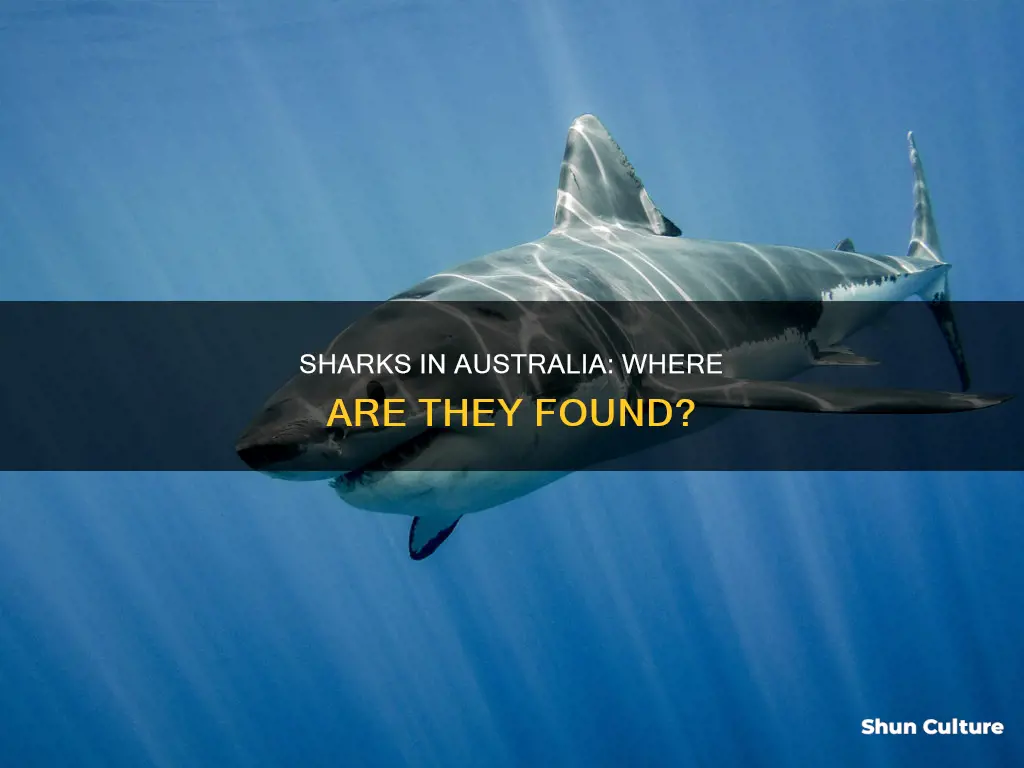 where are most sharks found in australia