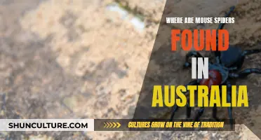 Mouse Spiders: Their Unique Australian Habitat