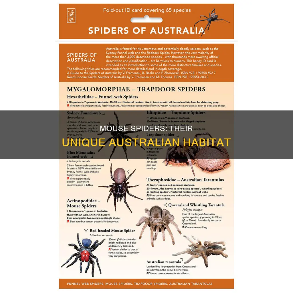 where are mouse spiders found in australia