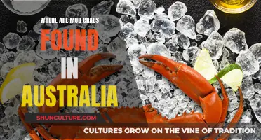 Mud Crab Hotspots: Exploring Australia's Coastal Delights