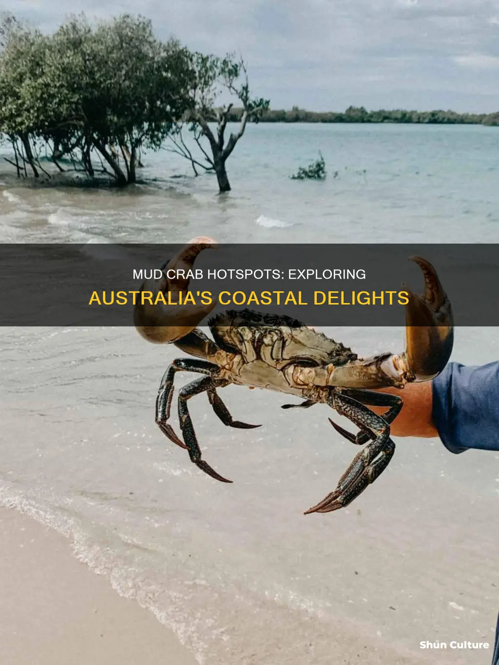 where are mud crabs found in australia
