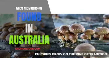 Mushroom Hunting in Australia: Finding Nature's Hidden Gems