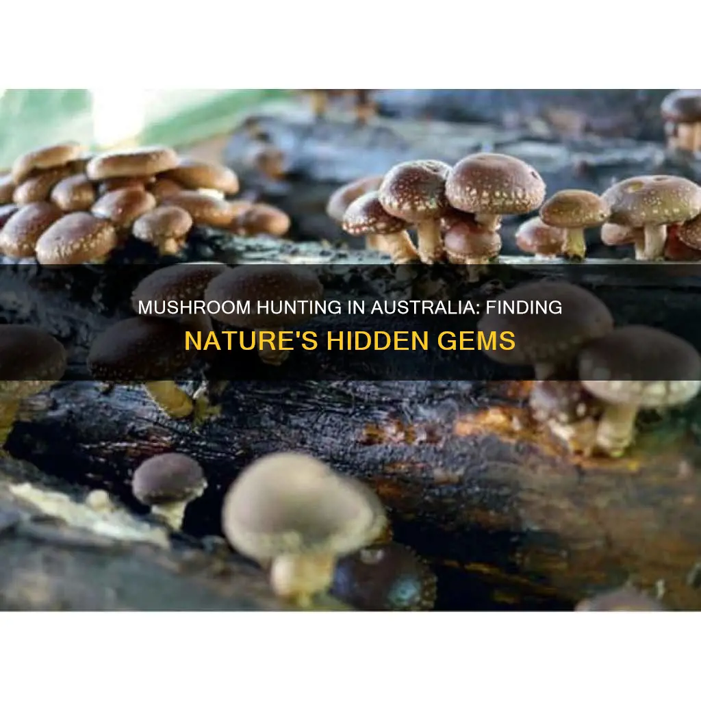 where are mushrooms found in australia