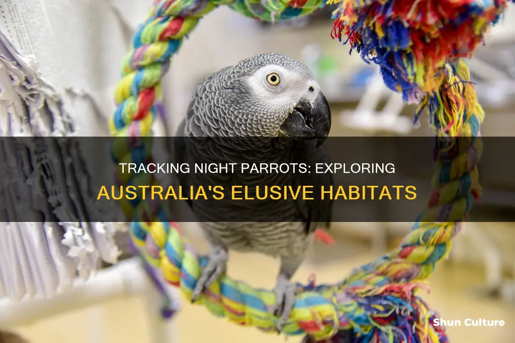 where are night parrots found in australia