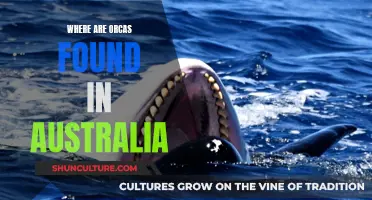 Orcas in Australia: Where to Find Them