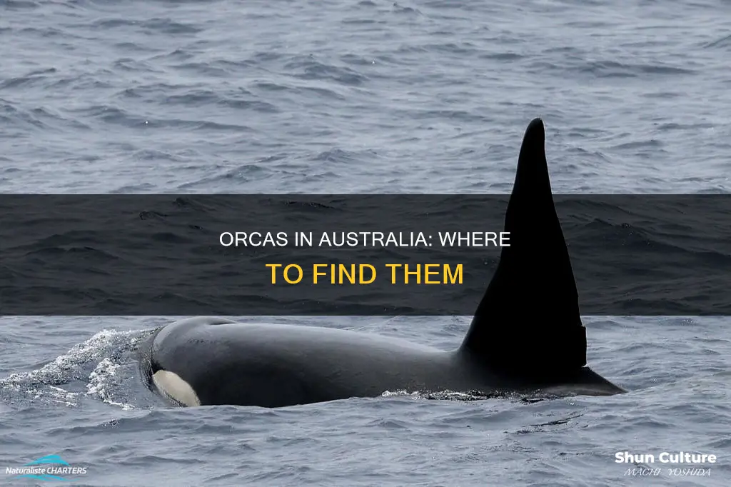 where are orcas found in australia