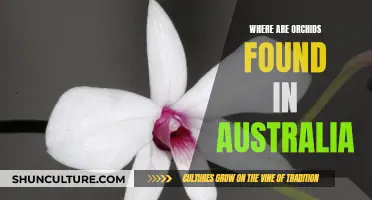 Orchids in Australia: A Natural Habitat Guide