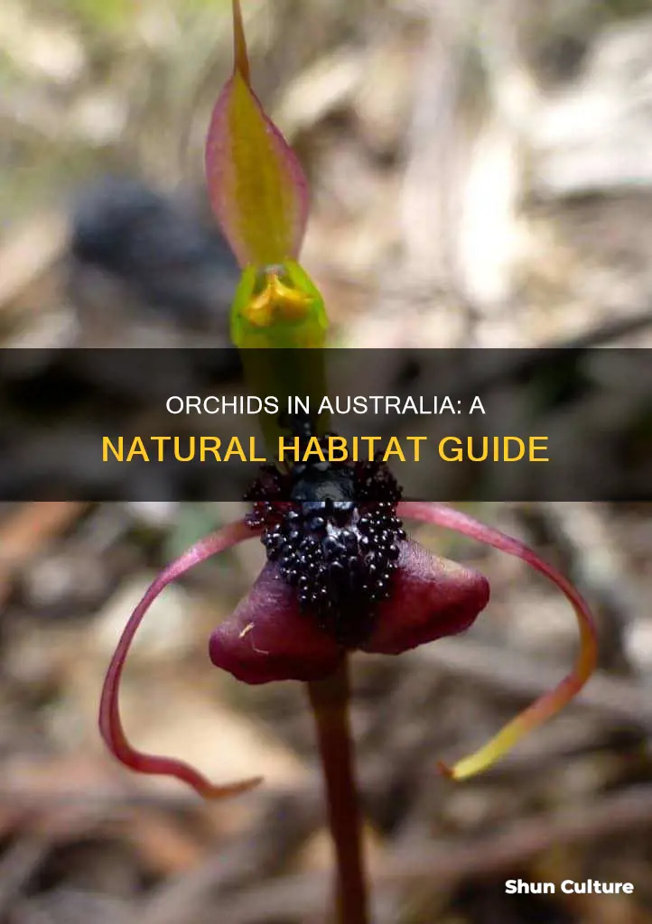 where are orchids found in australia