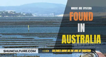 Oyster Availability in Australia: Where to Find Them