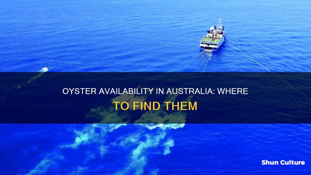 where are oysters found in australia