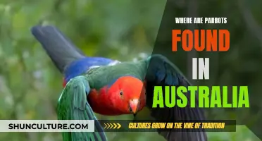 Parrot Habitats: Exploring Australia's Unique Wildlife