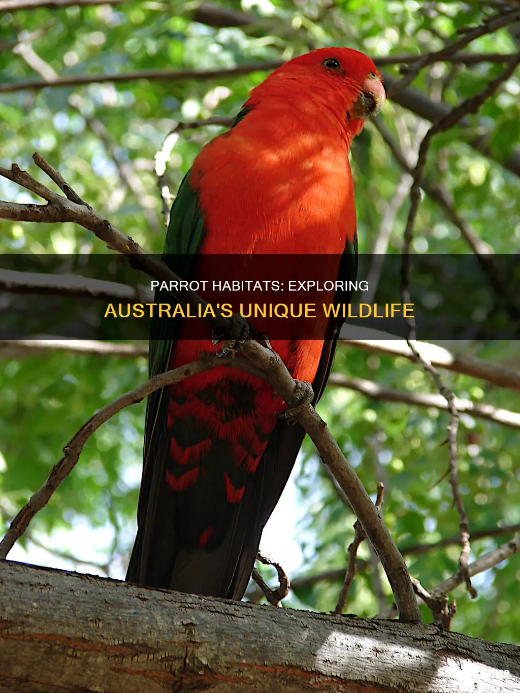 where are parrots found in australia