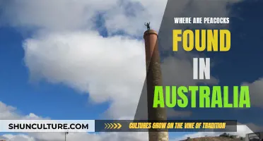 Peacocks in Australia: Where to Find These Vibrant Birds