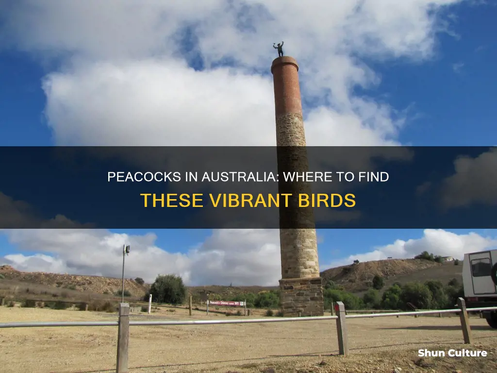 where are peacocks found in australia