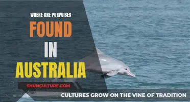Porpoises in Australia: Where to Find These Marine Mammals