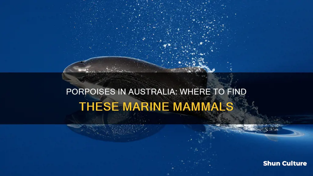 where are porpoises found in australia