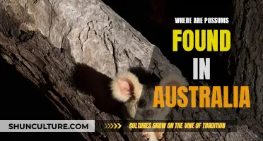 Possum Habitat: Exploring Australia's Unique Wildlife