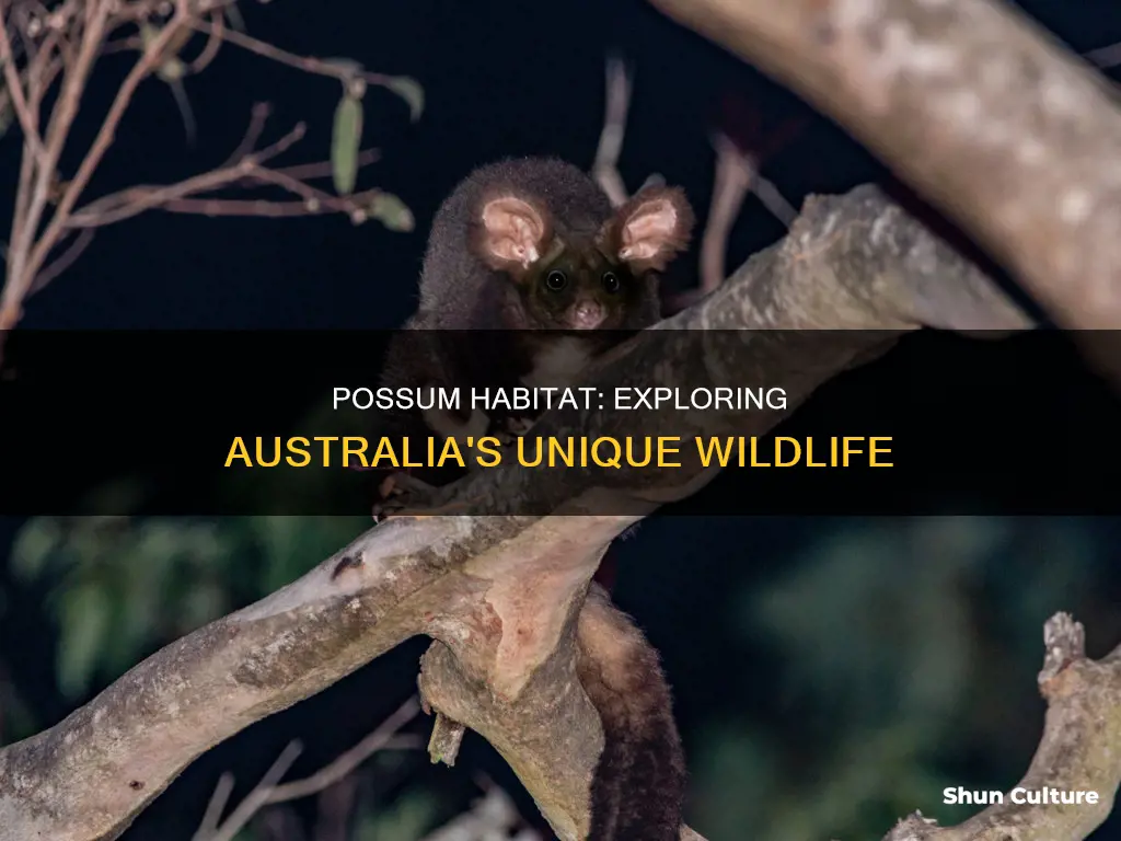 where are possums found in australia