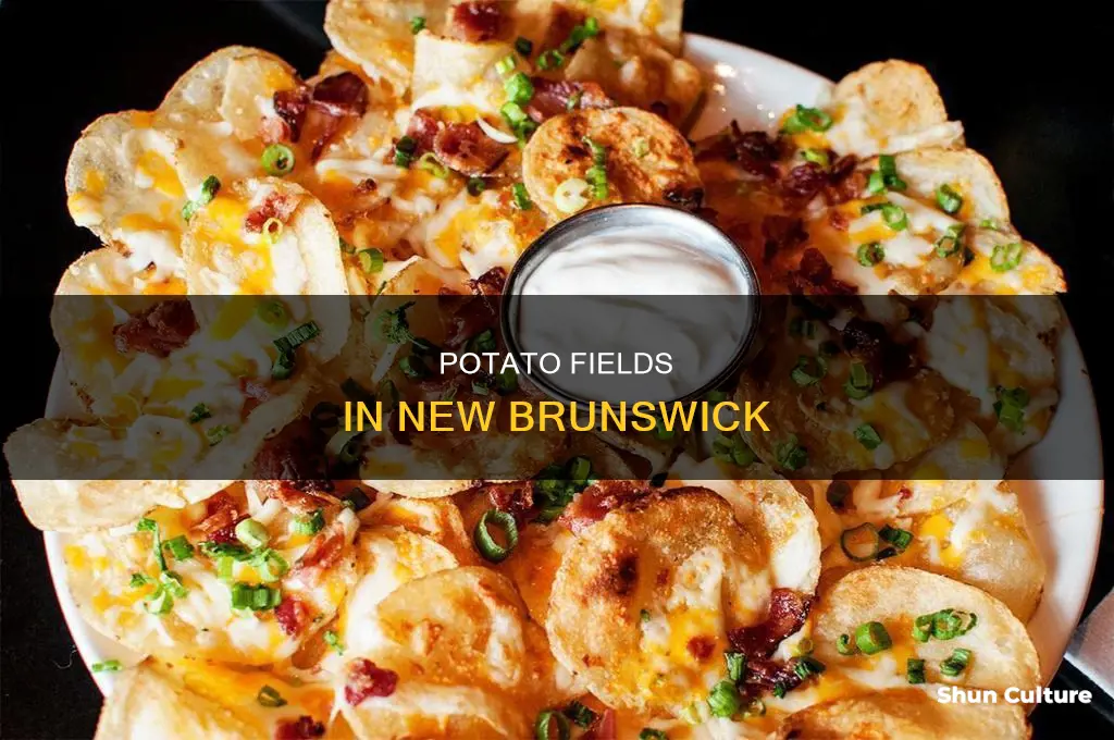 where are potatoes grown in new brunswick