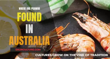 Prawns in Australia: Where to Find Them