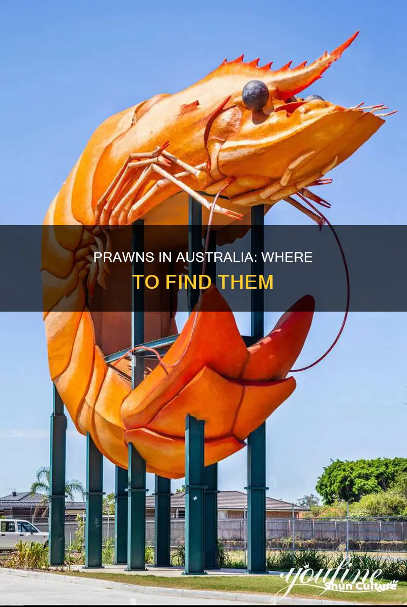 where are prawns found in australia
