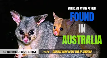 The Pygmy Possum: Australia's Unique Wildlife