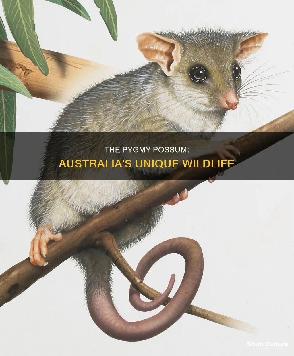 where are pygmy possum found in australia