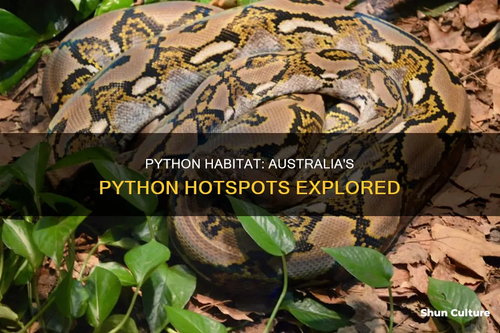 where are pythons found in australia