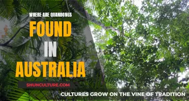 Quandong Hunting in Australia: Where to Find Them