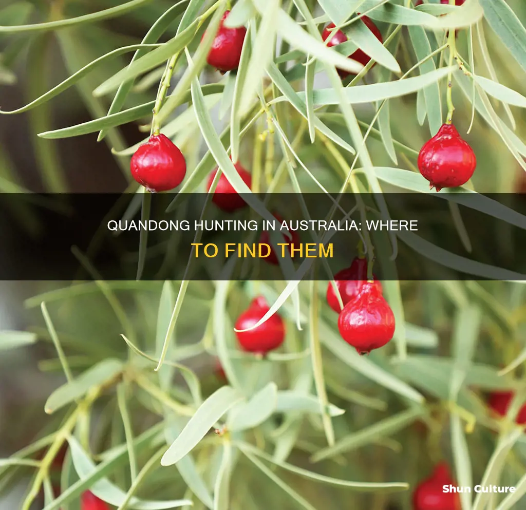 where are quandongs found in australia