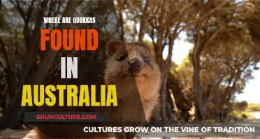 Quokkas: Australia's Unique Wildlife Found in Western Region