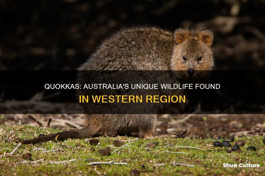 where are quokkas found in australia