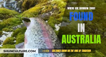 Rainbow Trout: Australia's Unique Habitat and Fishing Experience