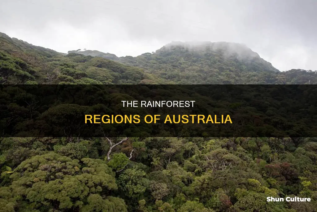 where are rainforests found in australia