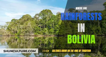 Bolivia's Rainforest Regions: Where Nature's Wonders Unfold