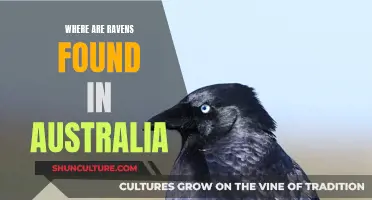 Ravens in Australia: Regions and Habitats Explored