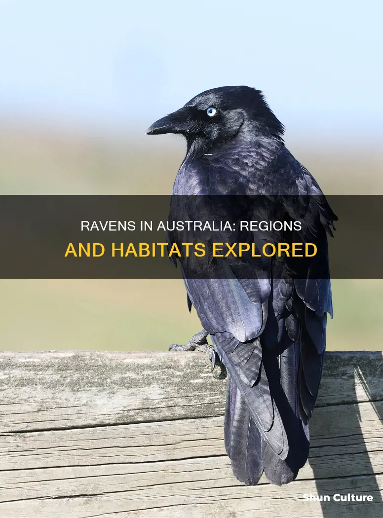 where are ravens found in australia