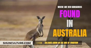 Exploring Australia: Finding Red Kangaroos in Their Natural Habitat