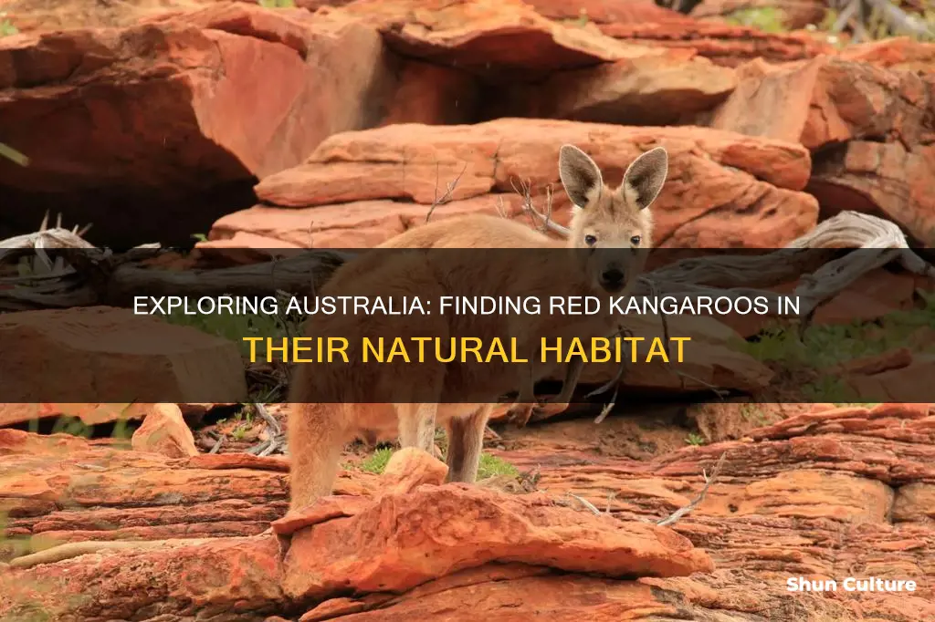 where are red kangaroos found in australia