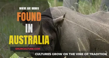 Rhinos in Australia: Where Are They Located?