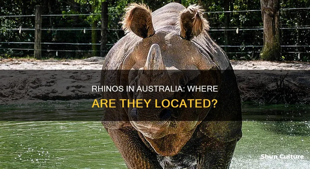 where are rhinos found in australia