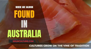 Salmon in Australia: Unveiling Their Aquatic Habitats