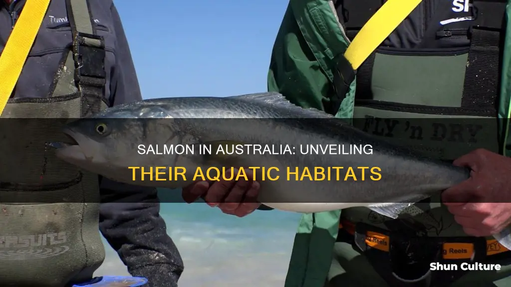 where are salmon found in australia