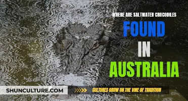 Saltwater Crocodiles: Australia's Northern Coastline Predators