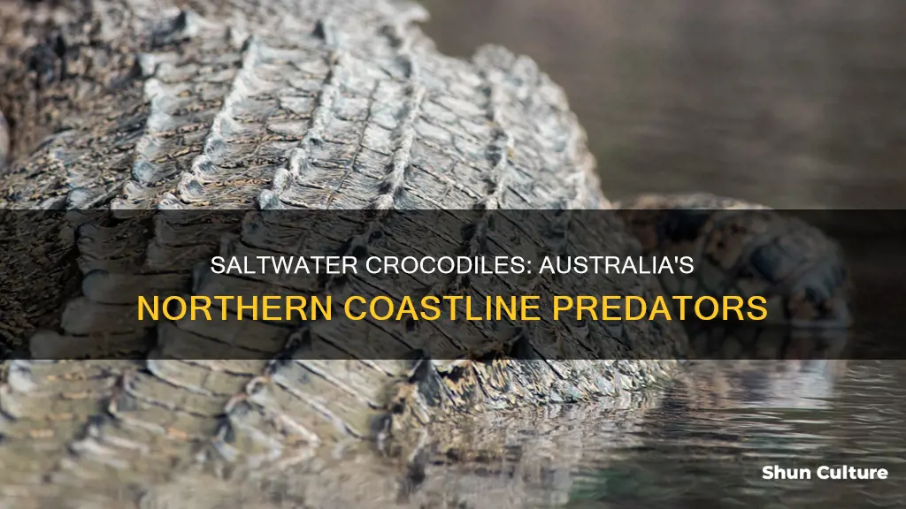 where are saltwater crocodiles found in australia