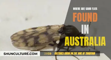 Sand Flies in Australia: Where Are They Found?