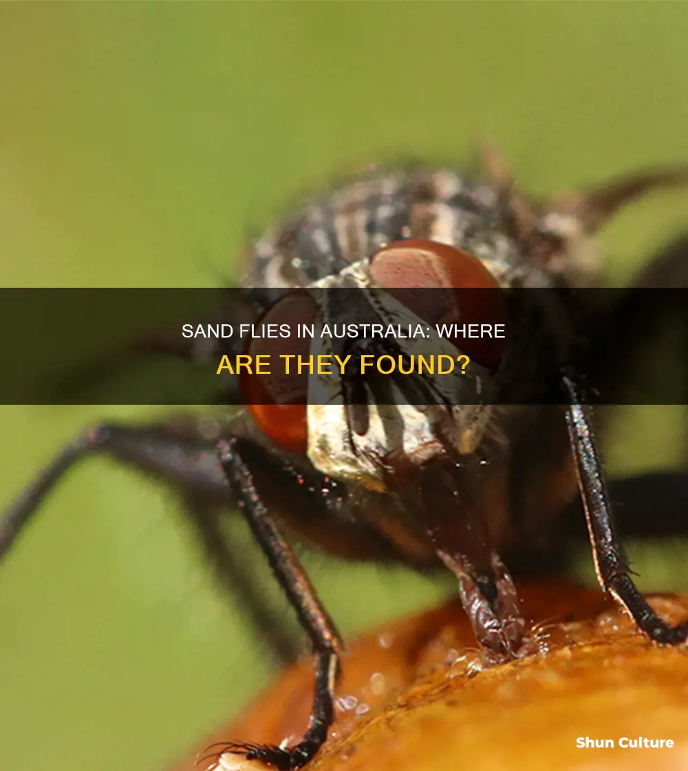where are sand flies found in australia