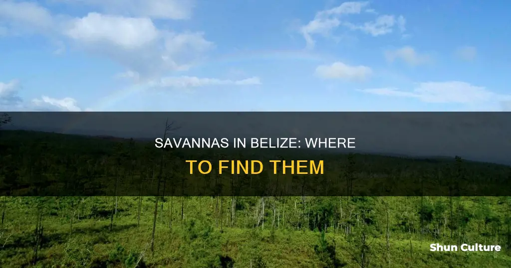 where are savannas located in belize